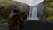 © Garret - Icelandic Horse in front of Skogafoss