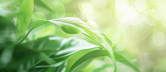 Poster - green leaf soft focus with closeup in nature view on blurred greenery background in the garden with 