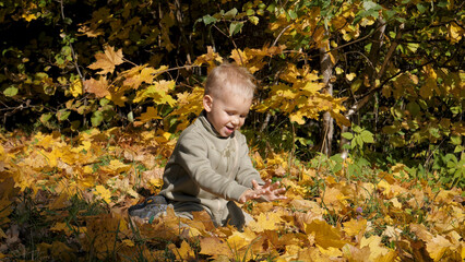 Sunny fall day in yard in park among fallen leaves on lawn sits happy caucasian blond baby kid smiling sweetly, playing with colorful maple leaves, throws up leaves . Children fun and outdoor games