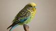 © Rezaul - Perched on a subtle, solid-colored background, a Budgerigar displays its vivid feathers