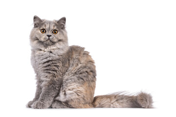 Fototapete - Pretty blue tortie British Longhair cat kitten, sitting up side ways. Looking towards camera with orange eyes. Isolated on a white background.