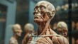 © Akael - Detailed Human Anatomy Model Displayed in Museum Setting