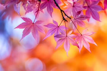 Wall Mural - colorful maple leaves in autumn season