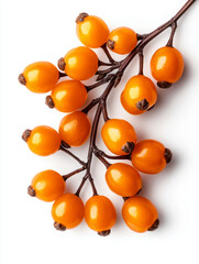 Wall Mural - Bright orange sea buckthorn berries are beautifully arranged on branch, showcasing their vibrant color and glossy texture. These berries are known for their health benefits and culinary uses