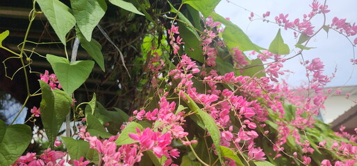 Wall Mural - A small pink flower. The Pink Mexican Creeper or Bee Bush has five sparse petals and yellow stamens to attract insects. Vines are light green and have tendrils help grip trees. Trees planted outdoors
