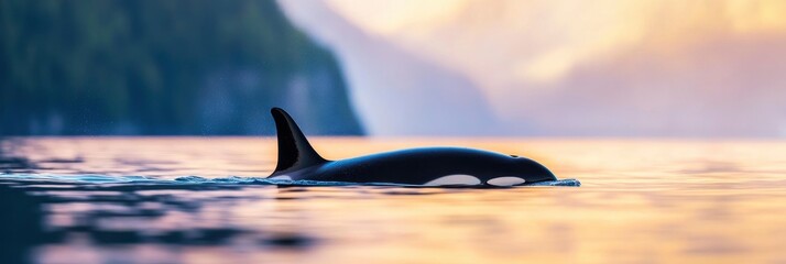 A large black and white orca is swimming in the ocean. The water is calm