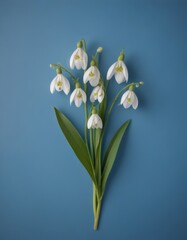 Leinwandbilder - A bouquet of white snowdrops with yellow centers is arranged against a solid blue background
