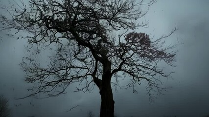 Wall Mural - Lone tree is enduring a heavy storm with strong winds and rain battering its branches, creating a dramatic scene of resilience against the forces of nature