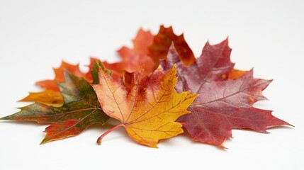 Wall Mural - Close-up view of maple leaves in rich autumn colors against a white backdrop, showcasing their fine details and textures