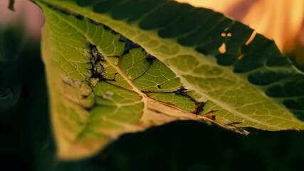 Poster - Closeup of a withered green leaf burning in the fire, with its veins and structure highlighted by the flames. The edges of the leaf are curling up and turning brown as the fire consumes it