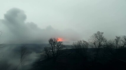 Poster - Smoke rising from the ground where trees are standing burned and bare following a forest fire, creating a bleak and desolate scene