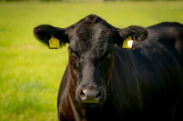 Black angus portrait on summer day in sunlight