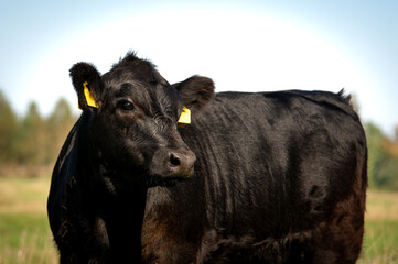 Black angus calf portrait photo