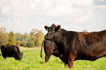 Black angus cows and calves on grassland