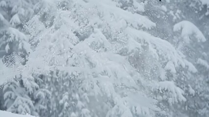 Aufkleber - Snow is falling off a tree branch during a winter blizzard creating abstract shapes with the snow covered forest in the background