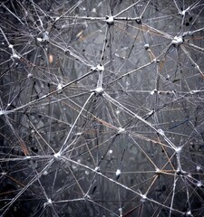 Poster - a close-up view complex network of interconnected lines and dots, resembling a spider web or a dense web structure