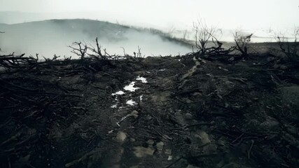 Poster - Charred trees and debris in a burnt forest show the aftermath of a wildfire, highlighting its destructive impact on the environment