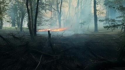 Poster - Devastating wildfire ravages a lush forest, leaving destruction in its wake. Fallen trees and ash cover the once vibrant landscape, a stark reminder of nature's power