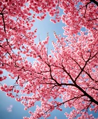 Poster - A close-up view of cherry blossoms in full bloom, with a clear blue sky in the background