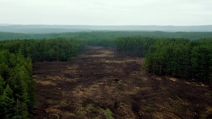 Poster - Once lush green forest is being destroyed by deforestation, leaving behind a barren wasteland. The contrast between the two highlights the devastating impact of this practice
