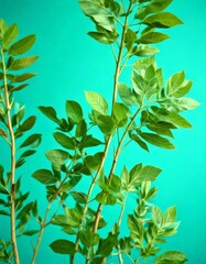 Aufkleber - A close-up view plant with green leaves against a teal background