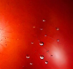 Poster - Water droplets on a spider web, creating a pattern against a red background