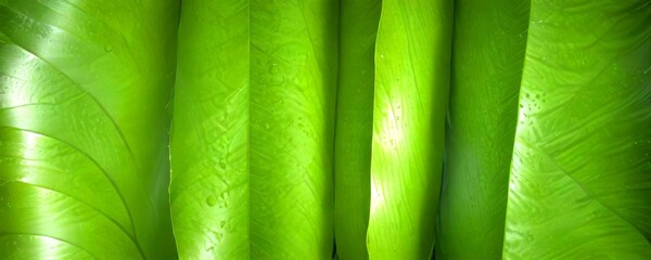Poster - A close-up view large, vibrant green leaf with water droplets on its surface, creating a textured and glossy appearance