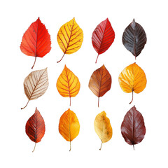 Wall Mural - Collection of Colorful Autumn Leaves Isolated
