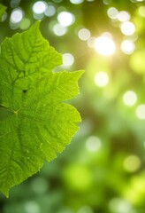 Poster - A close-up view vibrant green leaf, with a blurred background of lush foliage and sunlight filtering through