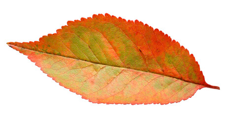 Wall Mural - bright autumn cherry leaf isolated from the background.