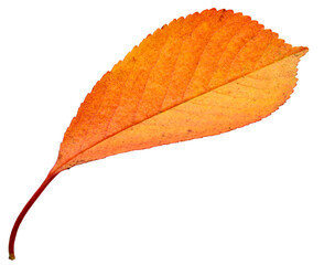 Wall Mural - isolated autumn cherry leaf, cut from the background.