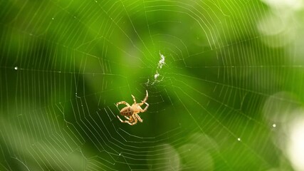 spider on a web