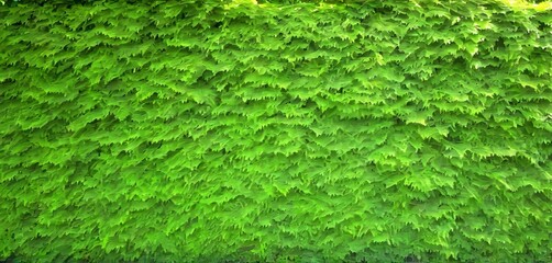 Poster - A dense, lush green hedge with a textured, overlapping appearance fills the frame, creating a sense of depth and volume