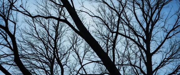 Poster - The silhouettes of bare tree branches against a clear blue sky, creating a striking contrast