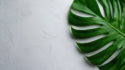 Monstera leaf on white textured background, showcasing vibrant green colors.