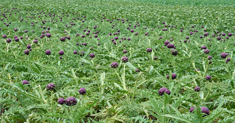 artichoke field in near Roscoff, Brittany, France