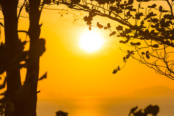Wall Mural - tree branches silhouette sunset sun, summer sunset sea landscape