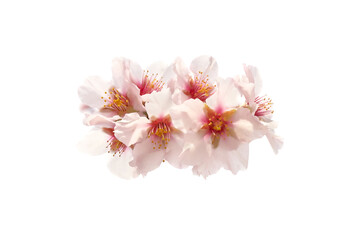 Wall Mural - Cherry almond white pink flowers isolated on white background