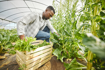 Poster - Greenhouse, black man and farming with vegetables for harvesting, produce and sustainability for growth. Countryside, male farmer and agriculture with spinach basket for gardening, nutrition and food