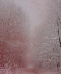 Fototapete - A foggy forest path, with a red-tinted, hazy atmosphere, leads through the trees
