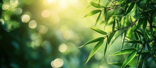 Canvas Print - Lush green bamboo leaves with sunlight bokeh.