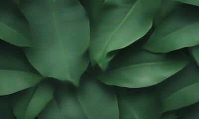 Poster - a close-up view dense collection of large, dark green leaves overlapping each other, creating a textured and layered appearance
