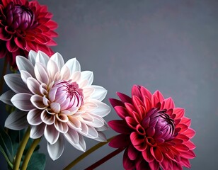 Aufkleber - Three dahlias in various shades of pink and purple are arranged in a diagonal line against a dark gray background