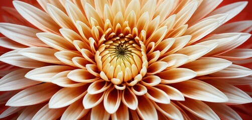 Aufkleber - A close-up photograph dahlia flower, showcasing its intricate petals and vibrant yellow center