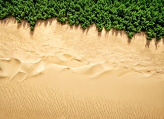 Poster - Aerial view of a sandy beach with a dense green forest in the background.