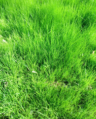 Grass Green, lawn, just a photo of green juicy grass on a spring day.