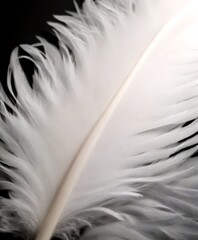 Poster - A close-up feather, with a soft, blurred background, conveying a sense of delicate beauty and tranquility