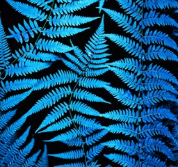 Poster - A close-up view fern with a dark background, showcasing its intricate and overlapping fronds in shades of blue