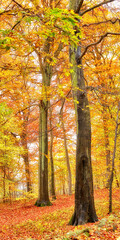 Autumn, woods and nature with trees landscape in bush with colorful plants, leaves and foliage in ecosystem. Forest, natural growth or earth background for sustainability, scenery or hiking adventure