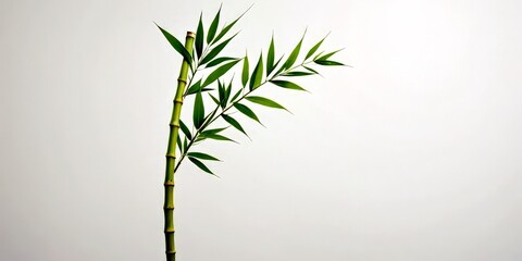 Poster - A single bamboo plant with green leaves stands against a plain white background.